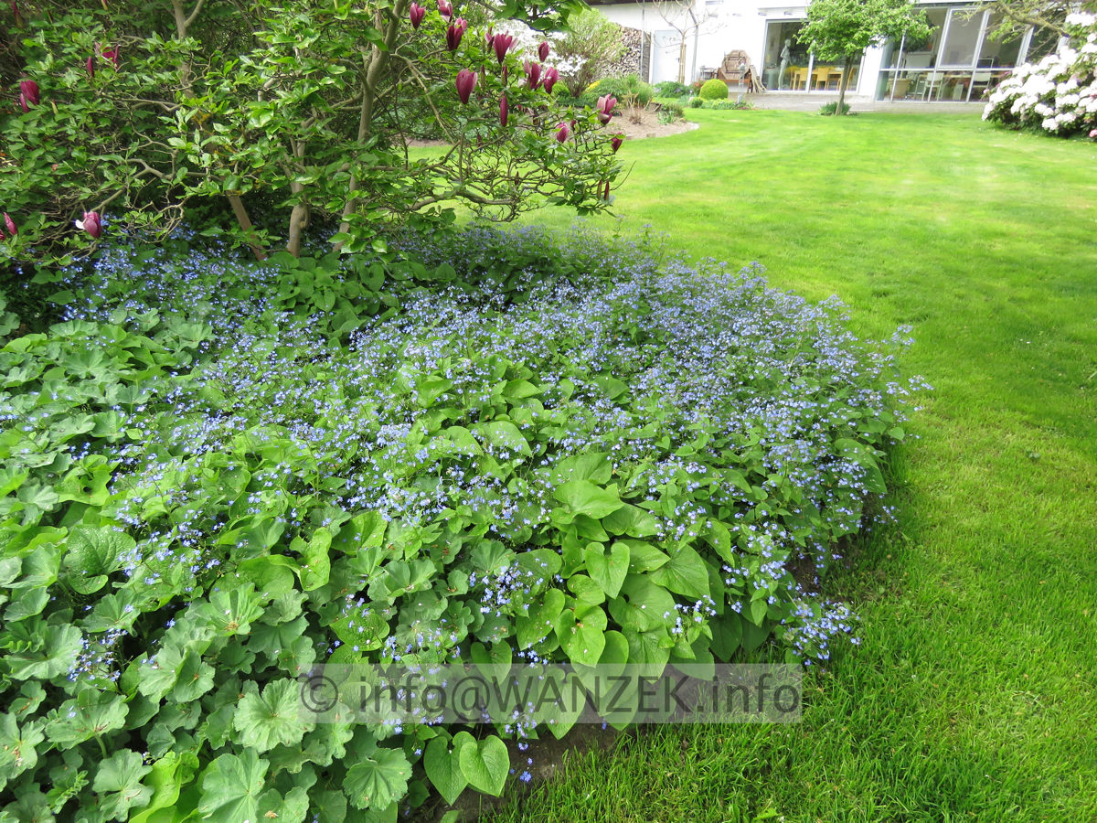 Brunnera macrophylla - Bluete und Ausbreitung….JPG